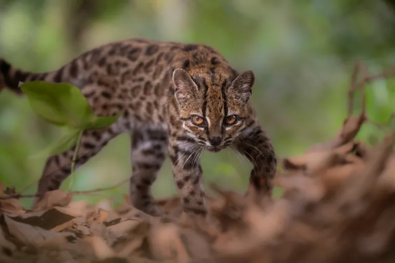 New tiger cat species identified in Bolivia, first in over a century