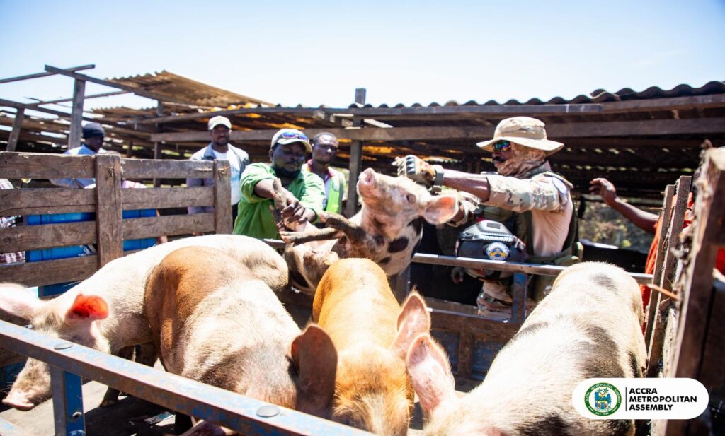 AMA demolishes unauthorised pigsty...