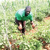 Glut! Farmers count losses as prices crash, customers happy