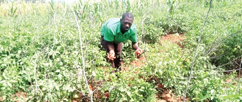 Glut! Farmers count losses as prices...