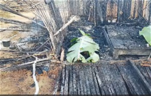Four family members burnt to death in fire at Apemanim Number Two