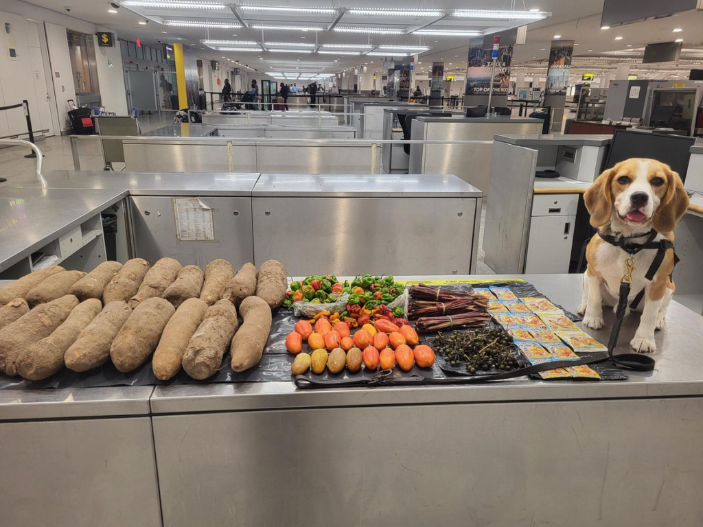 K9 dog sniffs out 72lbs of prohibited...