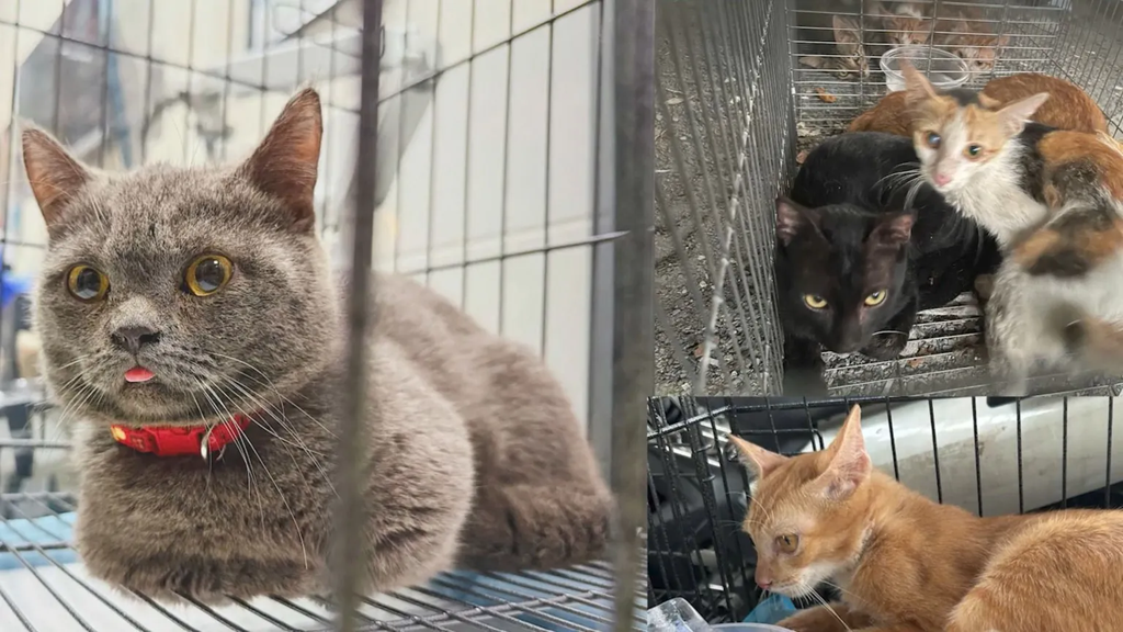 Twelve arrested for allegedly running cat trafficking ring in Vietnam