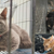 Twelve arrested for allegedly running cat trafficking ring in Vietnam